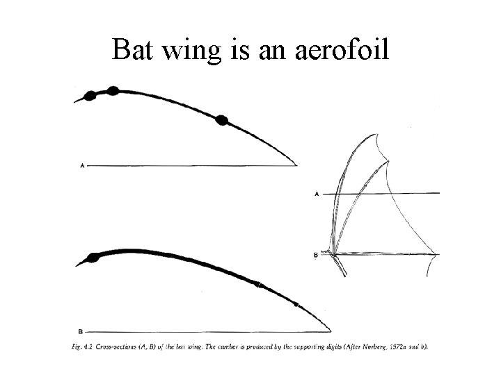 Bat wing is an aerofoil 