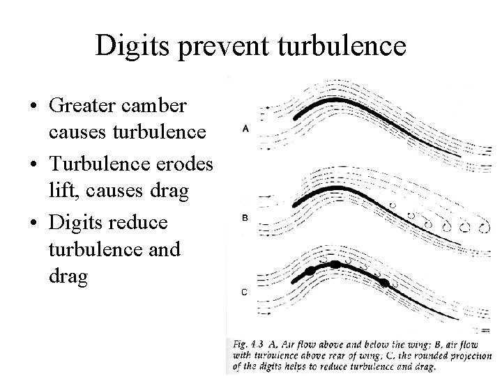 Digits prevent turbulence • Greater camber causes turbulence • Turbulence erodes lift, causes drag