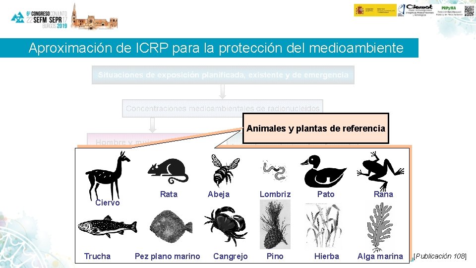 Aproximación de ICRP para la protección del medioambiente Animales y plantas de referencia Ciervo
