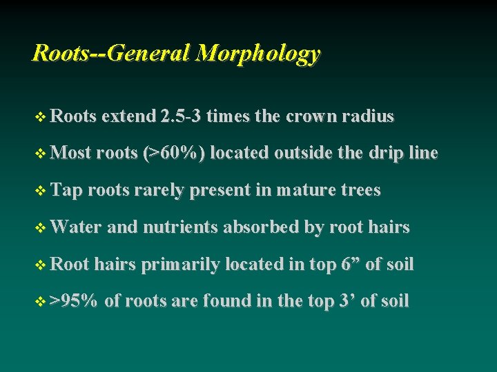 Roots--General Morphology Roots extend 2. 5 -3 times the crown radius Most roots (>60%)