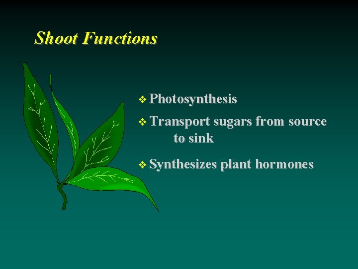 Shoot Functions Photosynthesis Transport sugars from source to sink Synthesizes plant hormones 