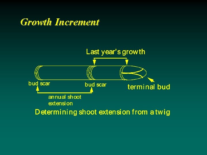 Growth Increment 