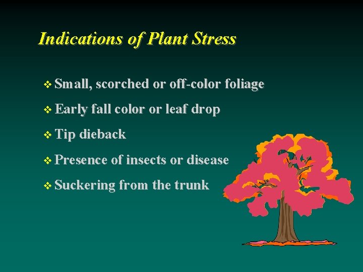 Indications of Plant Stress Small, scorched or off-color foliage Early fall color or leaf