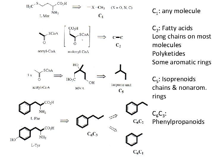 C 1: any molecule C 2: Fatty acids Long chains on most molecules Polyketides