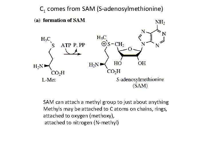 C 1 comes from SAM (S-adenosylmethionine) SAM can attach a methyl group to just