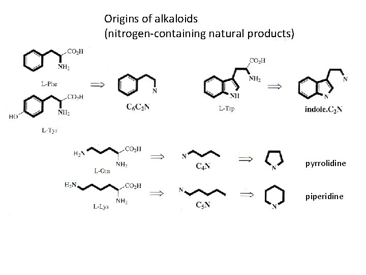 Origins of alkaloids (nitrogen-containing natural products) pyrrolidine piperidine 