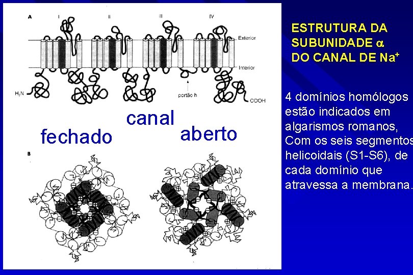ESTRUTURA DA SUBUNIDADE DO CANAL DE Na+ fechado canal aberto 4 domínios homólogos estão