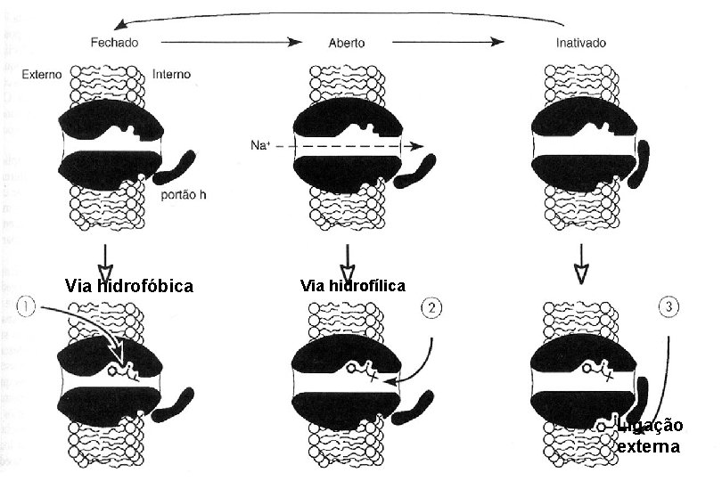 Via hidrofóbica Via hidrofílica Ligação externa 