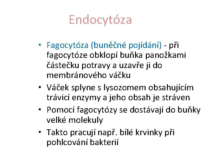 Endocytóza • Fagocytóza (buněčné pojídání) - při fagocytóze obklopí buňka panožkami částečku potravy a