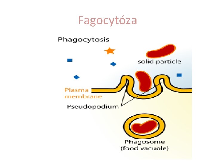 Fagocytóza 