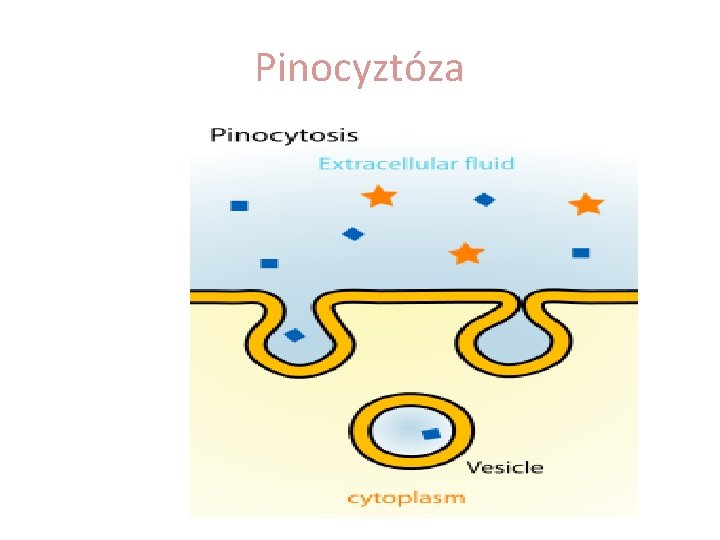 Pinocyztóza 