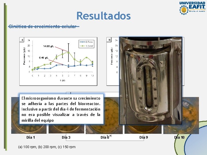 Resultados Cinética de crecimiento celular 14. 71 g/L 14. 65 g/L 7. 23 g/L