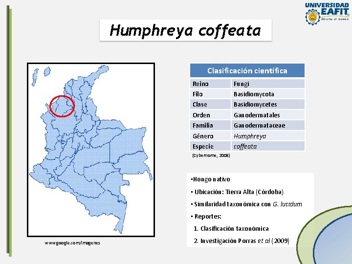 Humphreya coffeata Clasificación científica Reino Fungi Filo Basidiomycota Clase Basidiomycetes Orden Ganodermatales Familia Ganodermataceae