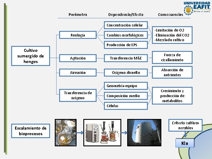 Parámetro Dependencia/Efecto Concentración celular Reología Cultivo sumergido de hongos Cambios morfológicos Producción de EPS