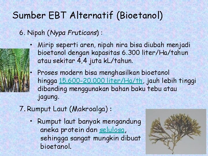 Sumber EBT Alternatif (Bioetanol) 6. Nipah (Nypa Fruticans) : • Mirip seperti aren, nipah