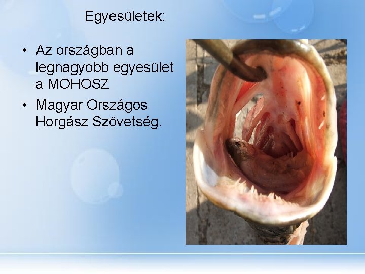 Egyesületek: • Az országban a legnagyobb egyesület a MOHOSZ • Magyar Országos Horgász Szövetség.