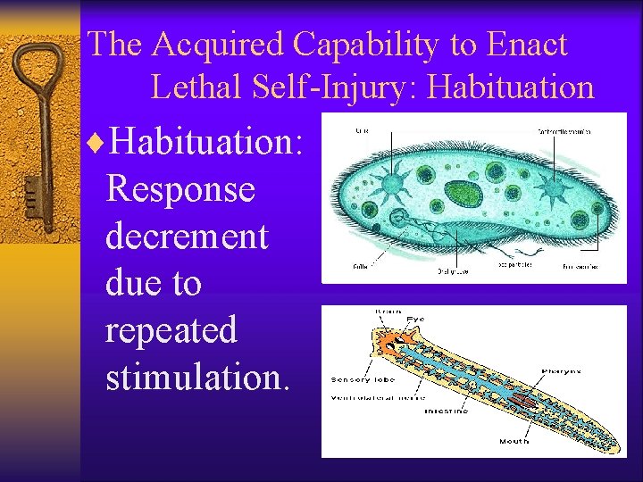 The Acquired Capability to Enact Lethal Self-Injury: Habituation ¨Habituation: Response decrement due to repeated