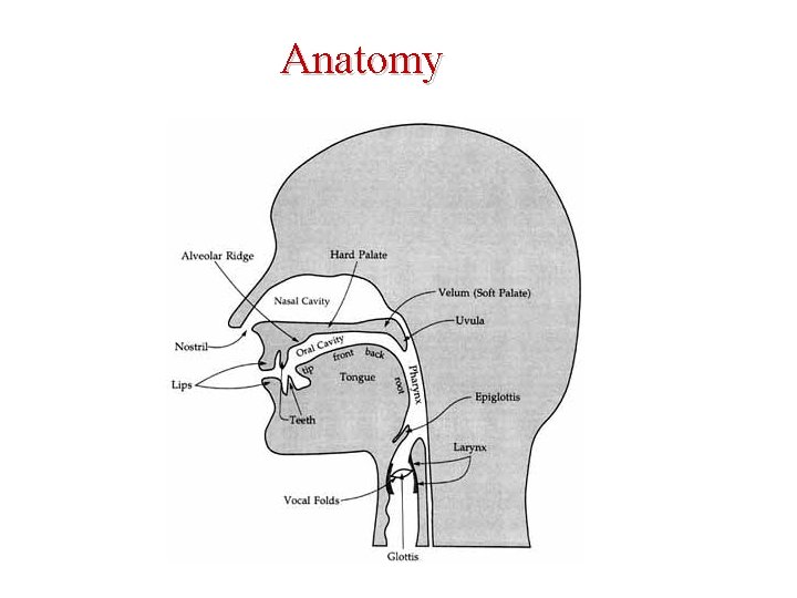 Anatomy 