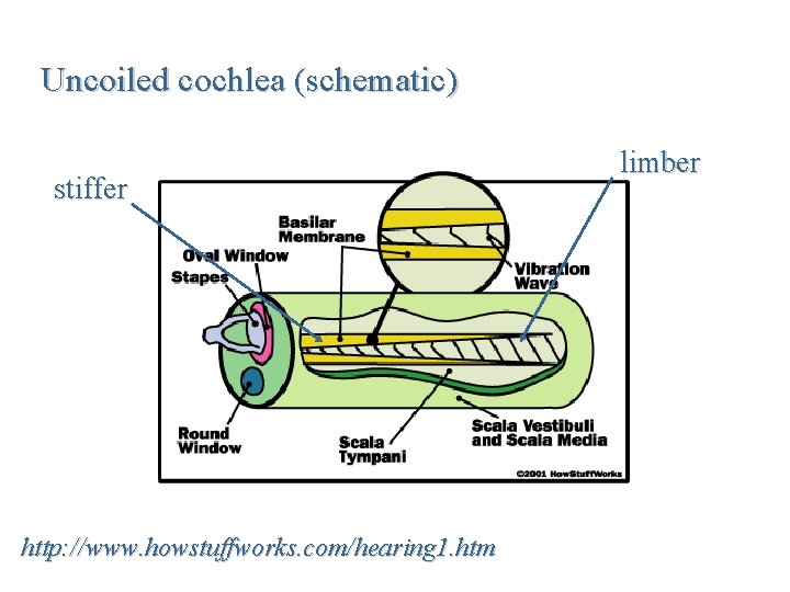 Uncoiled cochlea (schematic) stiffer http: //www. howstuffworks. com/hearing 1. htm limber 