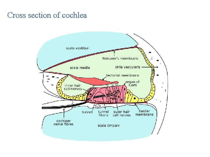 Cross section of cochlea 