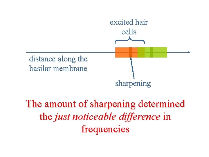 excited hair cells distance along the basilar membrane sharpening The amount of sharpening determined