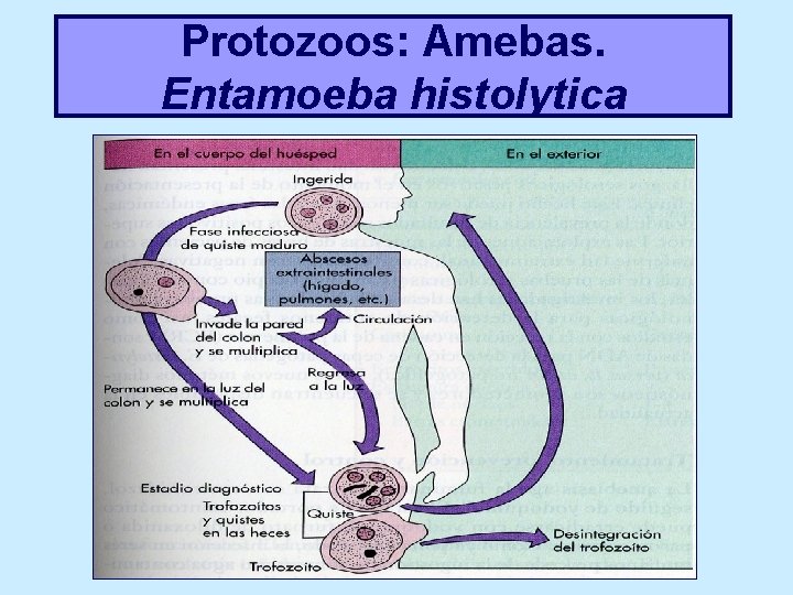 Protozoos: Amebas. Entamoeba histolytica 