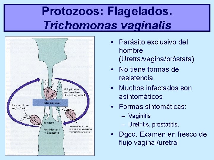 Protozoos: Flagelados. Trichomonas vaginalis • Parásito exclusivo del hombre (Uretra/vagina/próstata) • No tiene formas