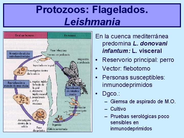 Protozoos: Flagelados. Leishmania En la cuenca mediterránea predomina L. donovani infantum: L. visceral •