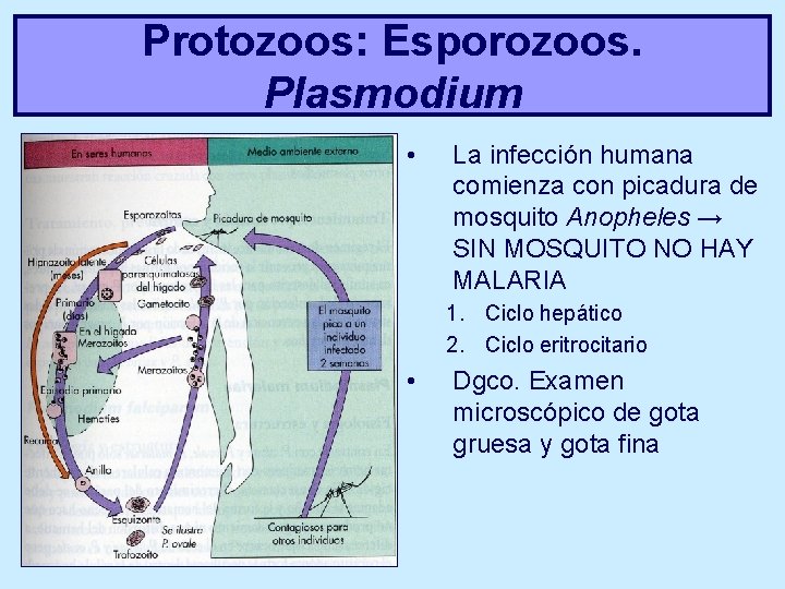 Protozoos: Esporozoos. Plasmodium • La infección humana comienza con picadura de mosquito Anopheles →