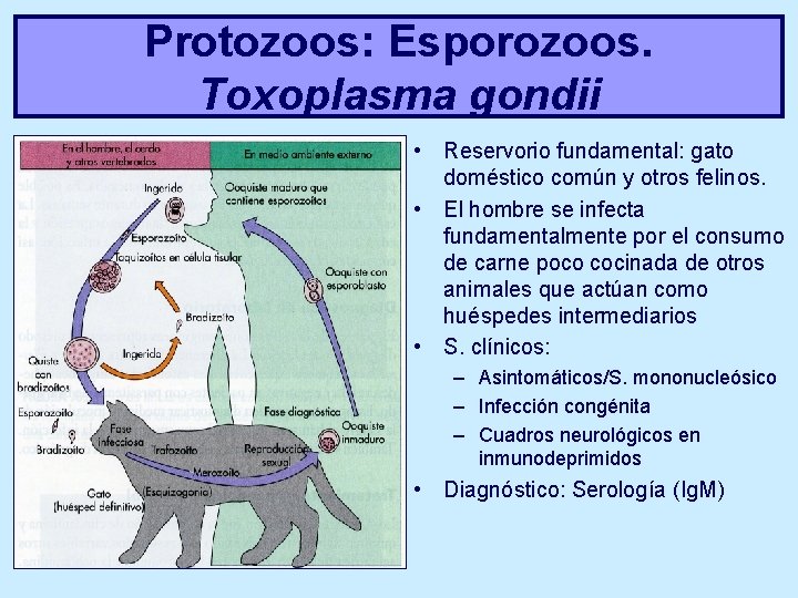 Protozoos: Esporozoos. Toxoplasma gondii • Reservorio fundamental: gato doméstico común y otros felinos. •