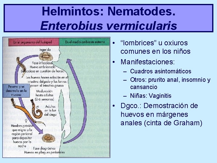 Helmintos: Nematodes. Enterobius vermicularis • “lombrices” u oxiuros comunes en los niños • Manifestaciones: