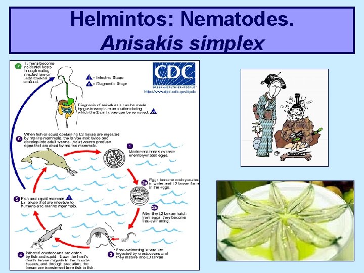 Helmintos: Nematodes. Anisakis simplex 