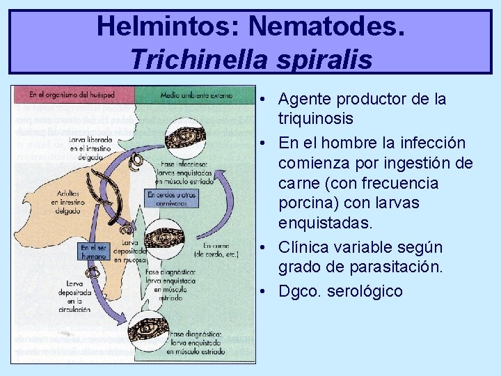 Helmintos: Nematodes. Trichinella spiralis • Agente productor de la triquinosis • En el hombre