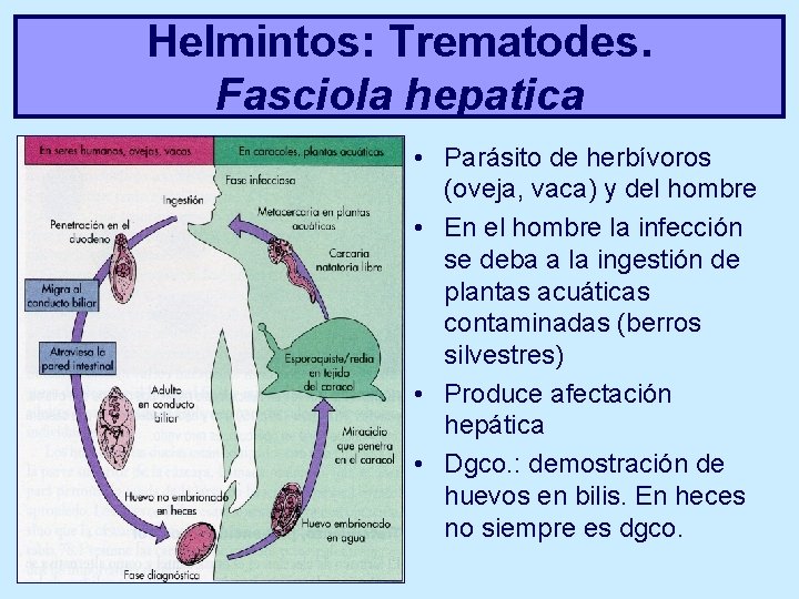 Helmintos: Trematodes. Fasciola hepatica • Parásito de herbívoros (oveja, vaca) y del hombre •