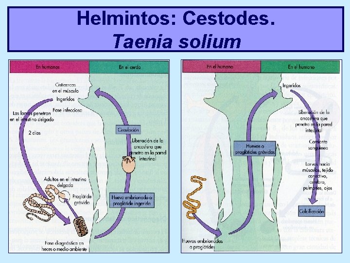 Helmintos: Cestodes. Taenia solium 
