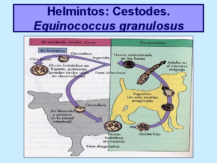 Helmintos: Cestodes. Equinococcus granulosus 