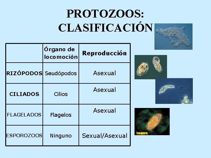 PROTOZOOS: CLASIFICACIÓN Órgano de Reproducción locomoción RIZÓPODOS Seudópodos CILIADOS Cilios FLAGELADOS Flagelos ESPOROZOOS Ninguno