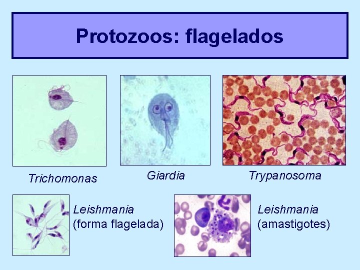 Protozoos: flagelados Trichomonas Giardia Leishmania (forma flagelada) Trypanosoma Leishmania (amastigotes) 
