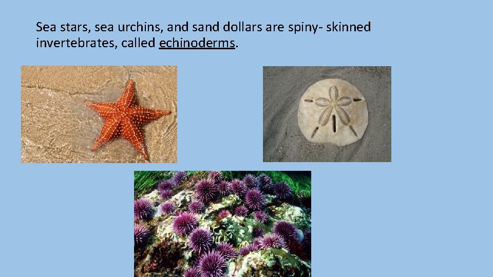 Sea stars, sea urchins, and sand dollars are spiny- skinned invertebrates, called echinoderms. 