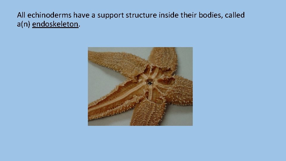 All echinoderms have a support structure inside their bodies, called a(n) endoskeleton. 
