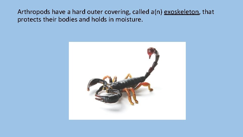 Arthropods have a hard outer covering, called a(n) exoskeleton, that protects their bodies and