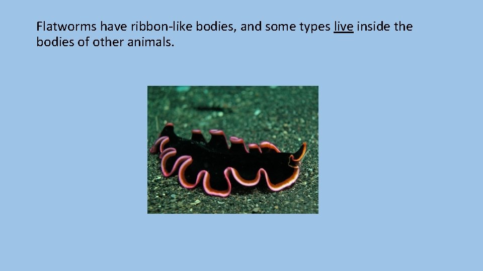 Flatworms have ribbon-like bodies, and some types live inside the bodies of other animals.