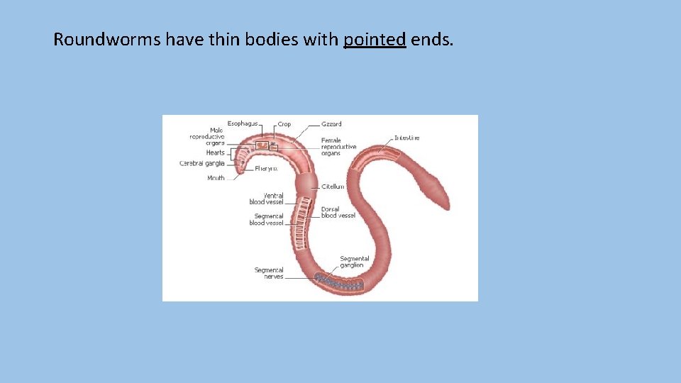 Roundworms have thin bodies with pointed ends. 