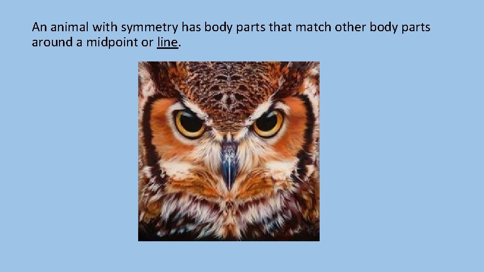 An animal with symmetry has body parts that match other body parts around a