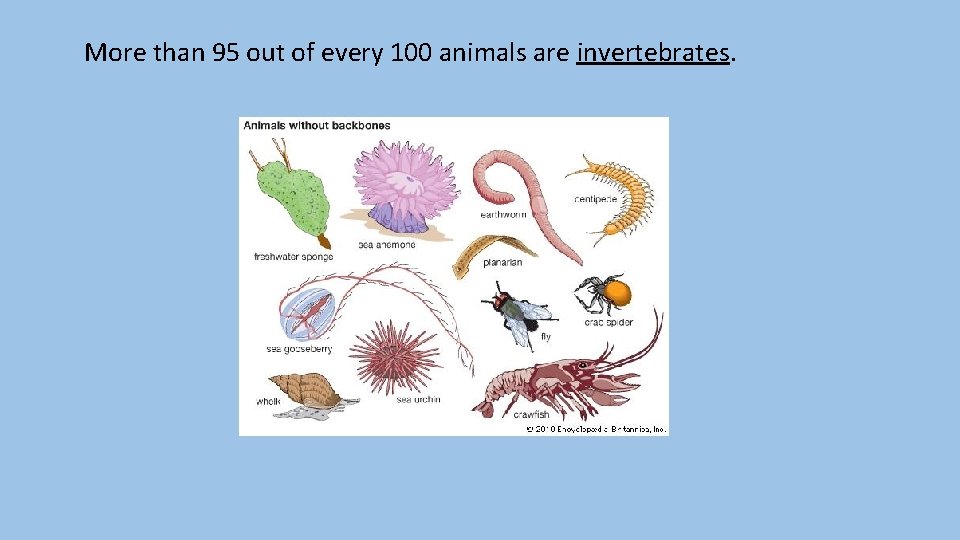 More than 95 out of every 100 animals are invertebrates. 