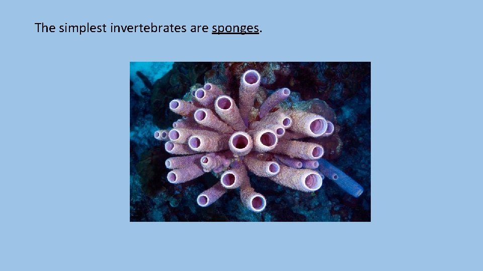 The simplest invertebrates are sponges. 