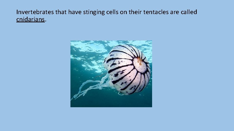 Invertebrates that have stinging cells on their tentacles are called cnidarians. 