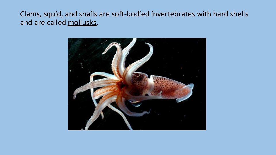 Clams, squid, and snails are soft-bodied invertebrates with hard shells and are called mollusks.