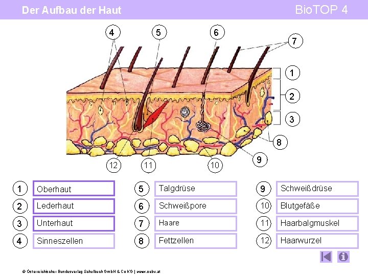 Bio. TOP 4 Der Aufbau der Haut 5 4 6 7 1 2 3