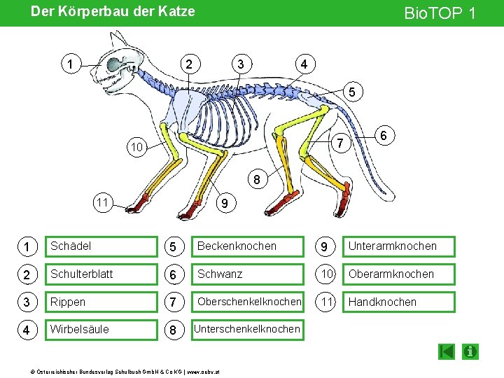 Der Körperbau der Katze 1 Bio. TOP 1 3 2 4 5 77 10